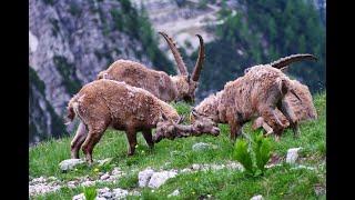 ALPSKI KOZOROG Capra ibex junij Triglaski narodni park Slovenija