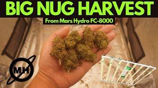 BIG NUG HARVEST From Mars Hydro FC-8000 High Efficient Samsung LED Grow Light