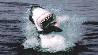 Great White Shark Attack And Breach  Planet Earth  BBC Earth