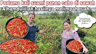 PANEN CABE DI SAWAH PERTAMA KALI  ALHAMDULILLAH HASILNYA MELIMPAH RUAH