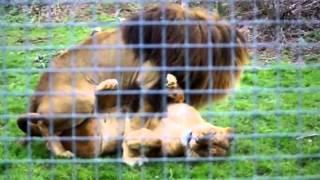 Lions at play