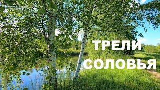 ТРЕЛИ СОЛОВЬЯЦЕЛИТЕЛЯ ОТ БОГА.СОЛОВЕЙ СВОИМ ПЕНИЕМ ПОДНИМАЕТ ВИБРАЦИИ ДУШИ И МЫ ОТДЫХАЕМ ОТ ТРЕВОГ.