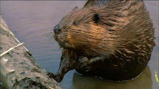 How Do Beavers Build Dams?  Nature on PBS