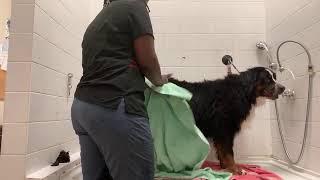 Bernese mountain dog bath