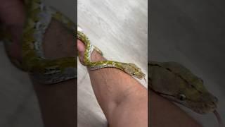 How small you think this 3yr old Super Dwarf Retic is? 