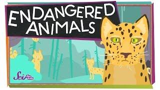 Endangered Animals