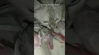 Kenapa ya induk kucing makan ari-ari bayinya yang baru lahir?