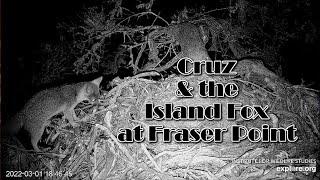 Cruz and the Island Fox at Fraser Point  Explore.org  3122