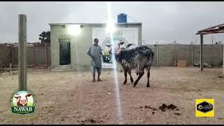 Nawab Cattle Farm Qurbani Animals 2021  Contact to By  0331-2559535