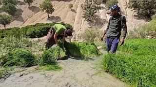 The third part of a story of paddy fields.  Cultivation of rice by rural youth