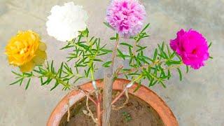 Portulaca Multiple Grafting  Portulaca Plant Grafting  Portulaca Multiple Grafting on Single Plant