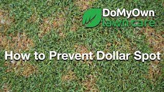 How to Prevent Dollar Spot Fungus  DoMyOwn.com