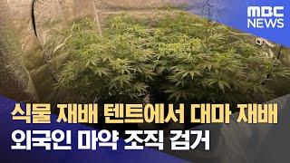 식물 재배 텐트에서 대마 재배‥ 외국인 마약 조직 검거 2024.07.09뉴스데스크MBC충북