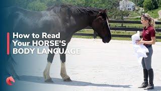 What is Your Horse Thinking? How to Read Horse Body Language