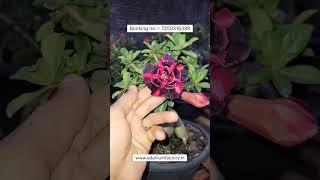 Rare Black Red Shaded Imported Adenium Plant Online Shopping 🪴 #adenium #plants #flowers