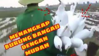 SKILL DAN TRIK PETANI MENANGKAP BURUNG BANGAU DISAWAH