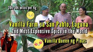 Vanilla Farm - 2nd Most Expensive Spice in the World -  20k -30k pesos per kilograms