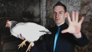 Kyle Livingston -  How To Hypnotize a Chicken  - www.jixxeo.com