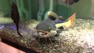 Monster RTC RedTail Catfish feeding