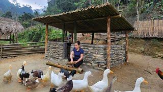 Building Stone Houses & Bamboo Roof For Ducks 2024 - Farm Life Animal