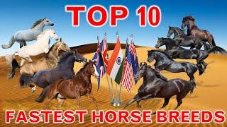 Top 10 Fastest Horse Breeds in the World  Countrys Best   Top Speed
