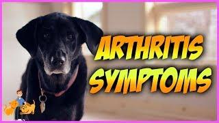 How Can You Tell if Your Dog has Arthritis top 10 symptoms