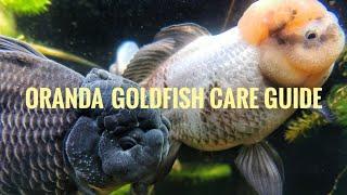 Caring for Oranda Goldfish