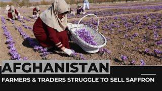 Afghanistans farmers and traders struggle to sell saffron