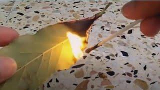 Burn Bay Leaves in Your House Wait 10 Minutes and See What Happens