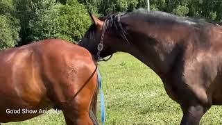 Zebra Horse Donkey