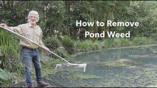 How to Remove Floating Pond Weed