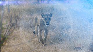 Background Nature Lions leopards hyenas and wild dogs