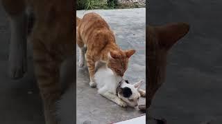 kucing betina nolak kawin - female cat refuses to mate . please subscribe my channel 