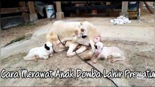 CARA MERAWAT ANAK DOMBA YANG LAHIR PREMATUR