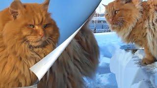 Трое_на_Одного Два_Пуха _Поговорили Встреча_Чужого Cats_Meeting Two Poohs #siberian_cats #Кошландия