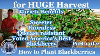 How to Plant Blackberries for a HUGE Harvest  Blackberries Part 1 of 2