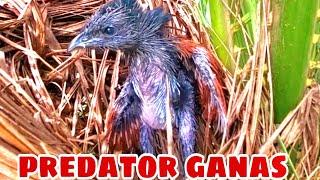 KUMPULAN MOMEN ANAK BURUNG BUBUT SEDANG MENELAN HEWAN PREDATOR LAIN