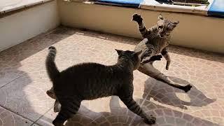 cat fight