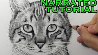 How to Draw a Cat Narrated Step-by-Step Tutorial