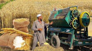 Processing Wheat into Flour  Wheat Harvesting  MOST PRIMITIVE Wheat Flour Making in Pakistan
