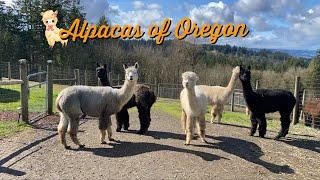 Alpacas of Oregon  Sherwood  Feeding Alpacas