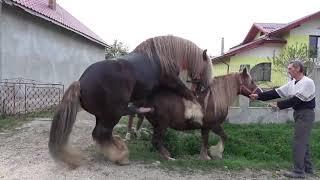 Kuda Kawin Anunya Gede Banget - Horse Mating Compilation