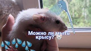 МОЖНО ЛИ МЫТЬ КРЫСУ???  КАК ПОМЫТЬ КРЫСЕ ХВОСТ???   RATS THE BEST