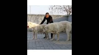 Топ 10 Волкодавы Великаны - часть 1...Giant Wolfhounds巨型猎狼犬...