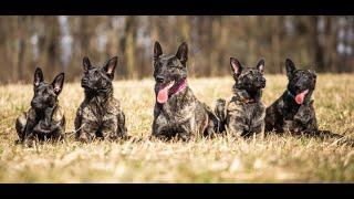 Why do we love agility? First steps with Amazing Dutch shepherds