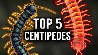 Top 5 BIGGEST Centipedes in the WORLD