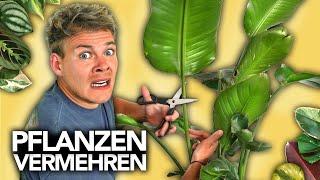 PFLANZEN VERMEHREN - Ableger richtig schneiden  Joeys Jungle Plants