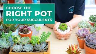 SUCCULENT BEGINNER TIPS WHY POT SIZE AND POT MATERIAL ARE IMPORTANT IN GROWING SUCCULENTS