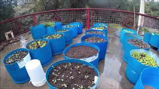 FREE 55 Gallon Plastic barrels into vegetable planters