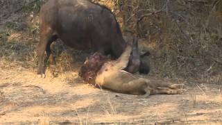 Epic LionBuffalo battle at Mwamba Bush Camp Photographic Hide